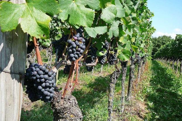Naturgarten Kaiserstuhl GmbH: Pflanzenschutzmittel-Verbot wre das Aus fr den Weinbau
