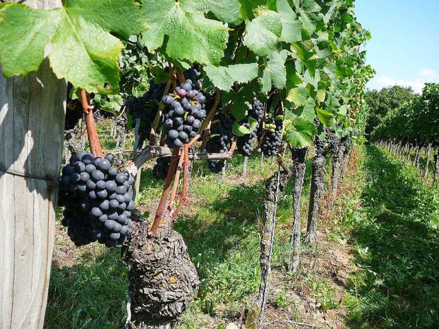 Viele Reben im Kaiserstuhl wachsen in FFH-Schutzgebieten.  | Foto: Privat