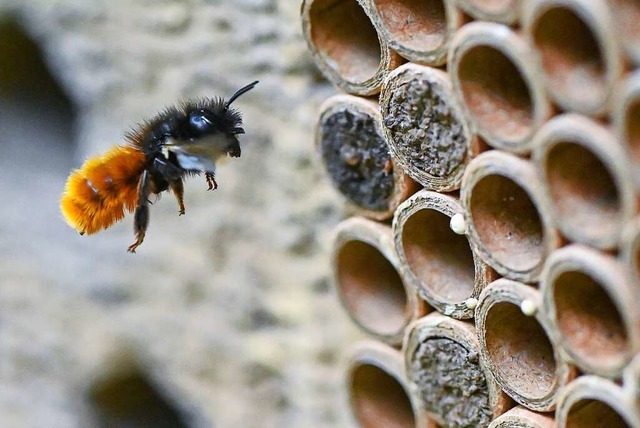 Sind die Lcher einer Nisthilfe nicht ...knnen einige Bienen sie nicht nutzen.  | Foto: Patrick Pleul (dpa)
