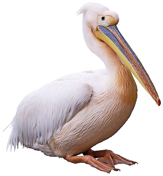 Wenn Pelikane ihre Flgel ausbreiten, ...tze zu Flgelspitze bis zu drei Meter.  | Foto: Valerii Kaliuzhnyi (stock.adobe.com)