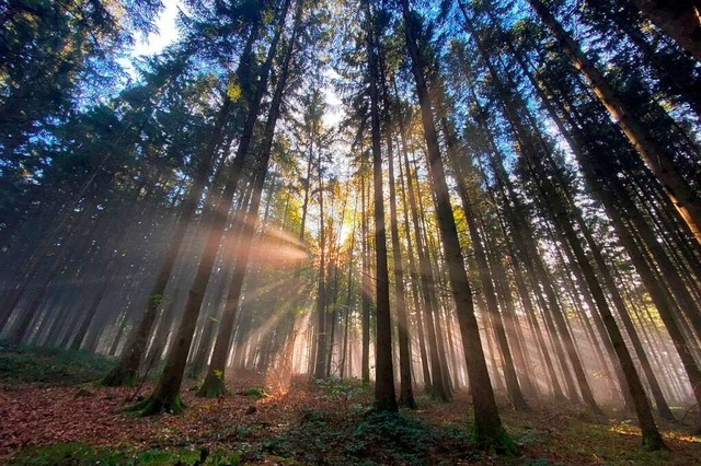 Die Gemeinde Schuttertal sieht Holz als nachhaltigen Brennstoff an.  | Foto: Mark Alexander