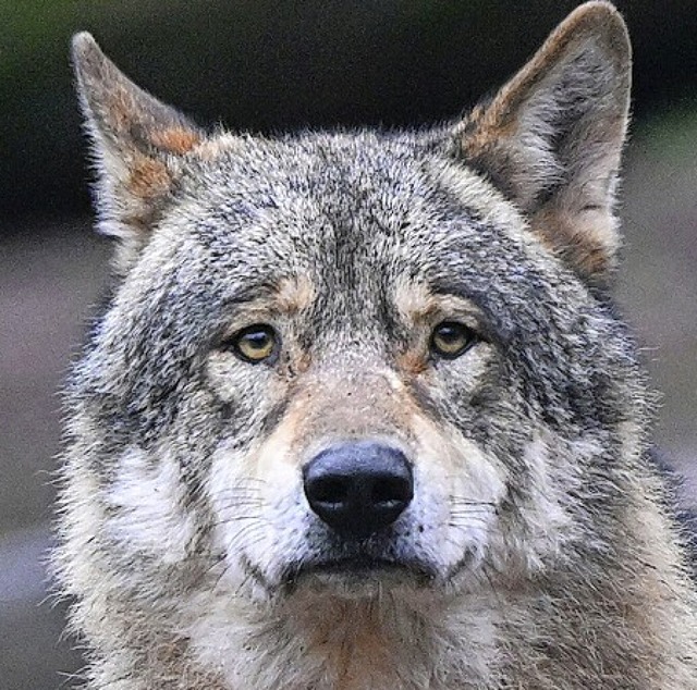 Wolf (Symbolfoto)  | Foto: Bernd Weibrod (dpa)