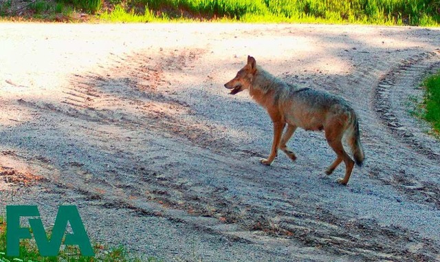 Die offensichtlich Junge saugende Wlf... fotografiert auf Gemarkung Schluchsee  | Foto: VFA