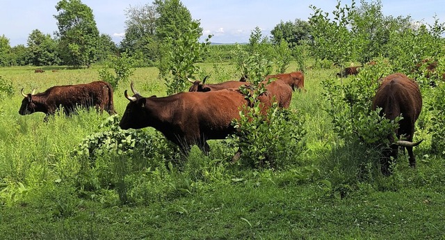 Unter anderem die Salers-Rinder frdern im Taubergieen die Artenvielfalt.  | Foto: Landschaftserhaltungsverband