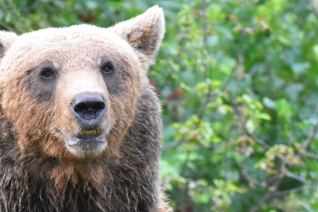 Wo der B�r wieder B�r sein darf