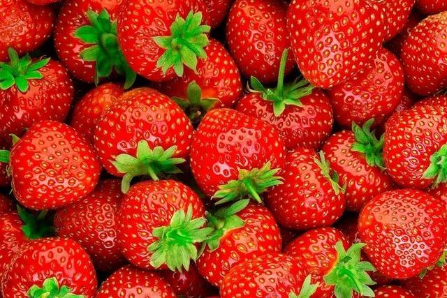 Verschiedene Sorten machen die lange Erdbeerzeit mglich