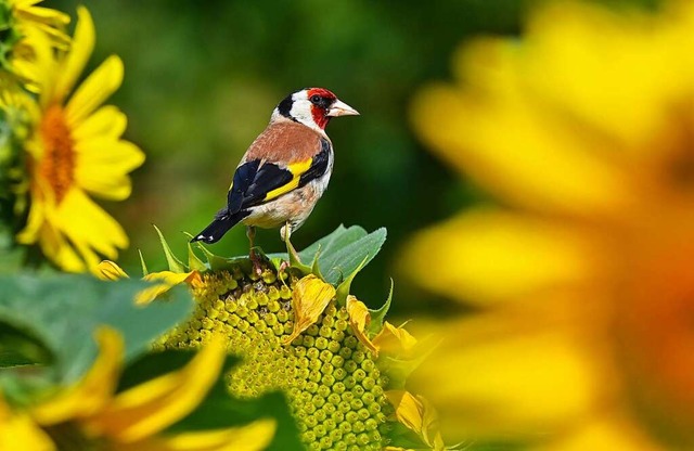 Leibspeise Sonnenblumenkerne: Htten Sie den Stieglitz erkannt?  | Foto: Patrick Pleul (dpa)