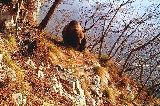 Wolf und Bär sorgen in der Tourismusregion Südtirol-Trentino für Aufregung