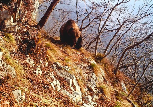 So mag man ihn, gemtlich dahin trotte... Braunbr kann aber auch ganz anders.   | Foto: Massimo Papi