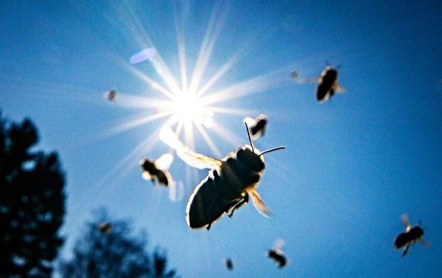 Die Biotopverbundplanung soll Lebensr... Insekten und anderen Arten vernetzen.  | Foto: Frank Rumpenhorst (dpa)