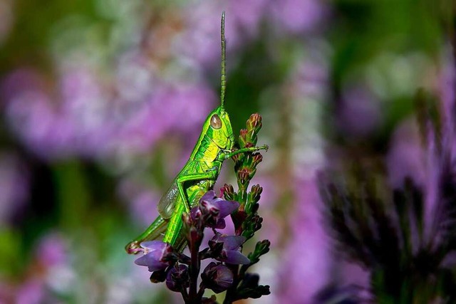 Unter anderem Grashpfer knnten von der Biotop-Vernetzung profitieren.  | Foto: Sven Hoppe