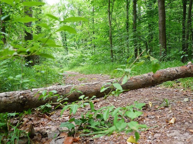 Vor Kurzem strzte in einem Waldstck ...n Baum zwischen Breisach und Burkheim.  | Foto: Dirk Sattelberger