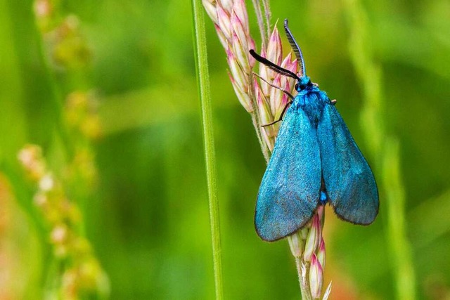 Gehrt zu den Nachtfaltern, ist aber tagaktiv: das Ampfer-Grnwidderchen  | Foto: ROSEMARIE KAPPLER / Adobe Stock