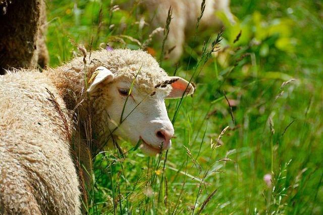 Vermisste Schafe im Glottertal wurden doch nicht gestohlen