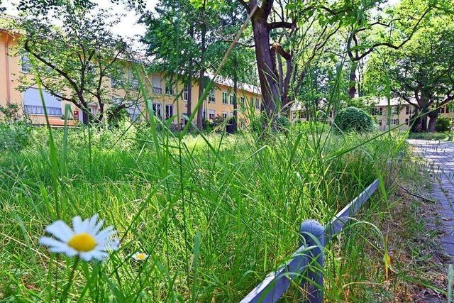 Hohes Gras rgert die Bewohner einer Freiburger Seniorenanlage