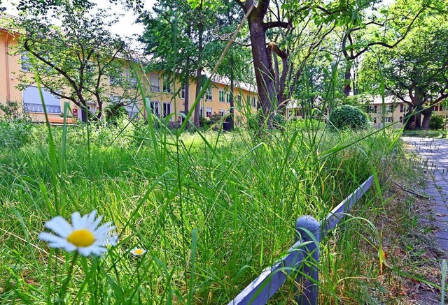 Blumen, Grser, Zeckenbisse? Das befrchten die Bewohner des Drachenwegs.  | Foto: Michael Bamberger