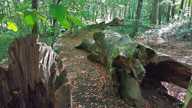 Das Sengelenwldchen gleicht heute an manchen Stellen  einem Urwald.  | Foto: Gerald Nill