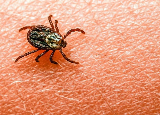 Borreliose und FSME:Das sind die zwei...kheiten, die Zecken bertragen knnen.  | Foto: Patrick Pleul (dpa)