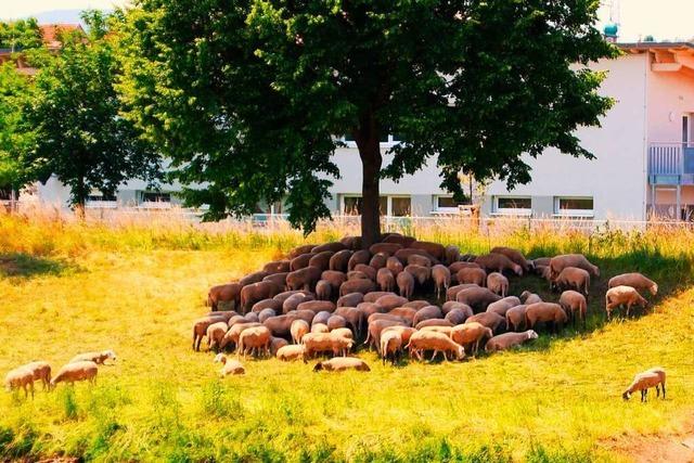 Schafe suchen Schatten am Leopoldskanal bei Riegel