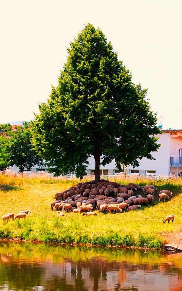 Schafe suchen Schatten am Leopoldskanal bei Riegel.  | Foto: Frank Schauer