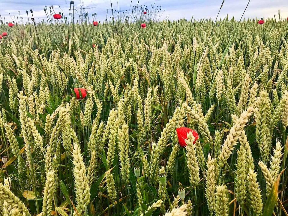 Der Weizen gedeiht bei sonnigem Wetter... nach vier Wochen Trockenheit  Wasser.  | Foto: Jutta Schütz