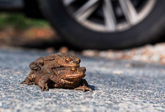 Im Bleichtal soll mehr fr den Schutz ... wird darum bis zum Dezember gesperrt.  | Foto: Daniel Bockwoldt (dpa)