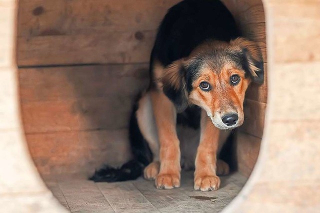 Eine Welle von Aussetzungen stellt Tie...nd die Abteile fr Hunde bereits voll.  | Foto: IMAGO/xDovidovichProx