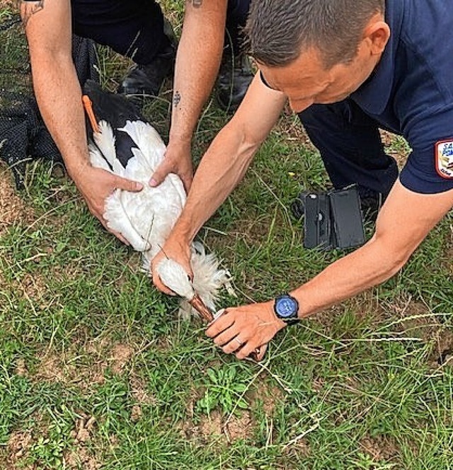 Die Feuerwehr befreit den Storch von der Dose.  | Foto:  (dpa)