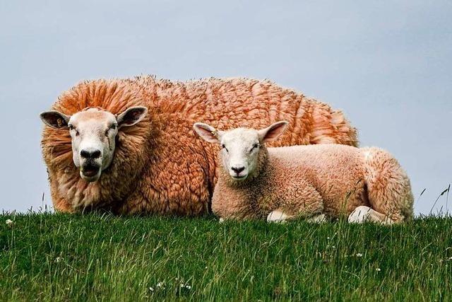 Die Schafsklte: vom Wetterphnomen zum Mythos