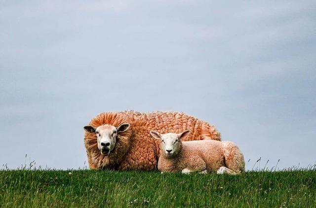 Mit Fell lsst sich die Schafsklte besser ertragen, als frisch geschoren.  | Foto: Axel Heimken