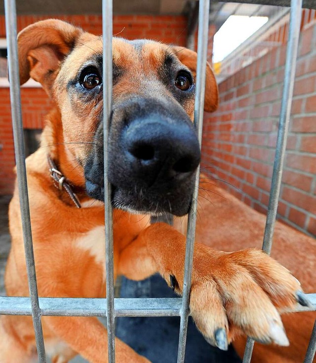 Ein Hund wartet im Tierheim Bremen auf ein neues Zuhause.  | Foto: Ingo Wagner