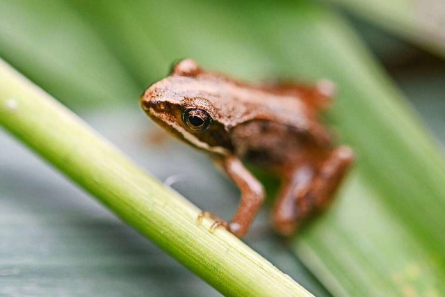 Ein Moorfrosch, der kurz zuvor ausgewi...end Tiere aufgezogen und ausgewildert.  | Foto: Marijan Murat (dpa)