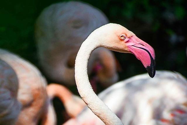 Flamingo Ingo aus dem Berliner Zoo wird 75 – vermutlich