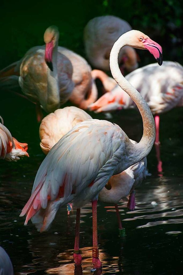 Der Flamingo Ingo steht an einem Vormi...t er im traditionsreichen Berliner Zoo  | Foto: Gregor Fischer (dpa)