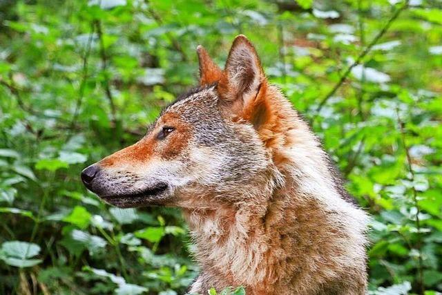 Fund eines toten Wolfs im Alb-Donau-Kreis besttigt