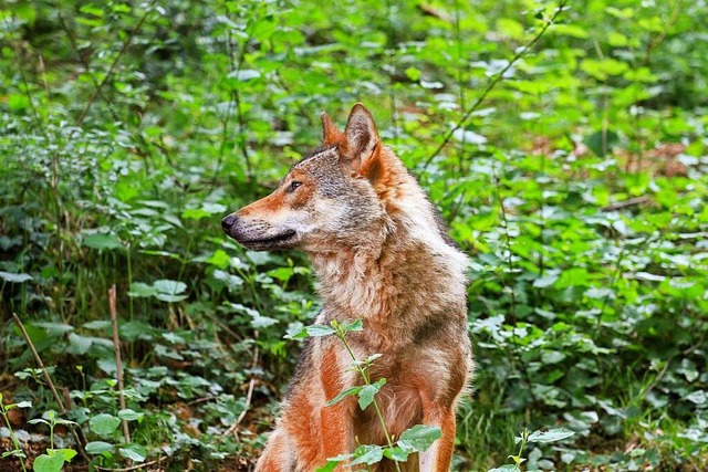 Ein Wolf. (Symbolbild)  | Foto: bayazed  (stock.adobe.com)
