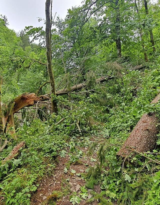 Unwetter  richteten in der Wutachschlu...anderer sollten auf Touren verzichten.  | Foto: Martin Schwenninger