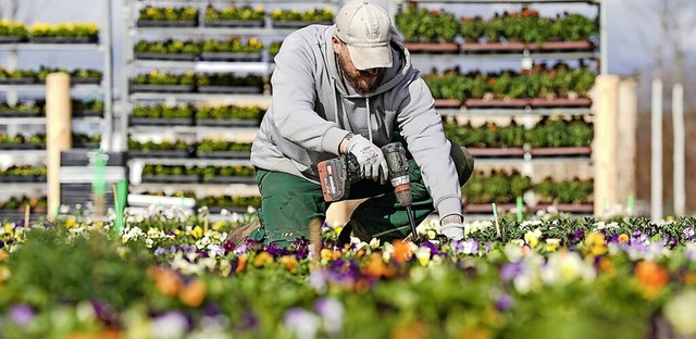 Landschafts- und Gartenbauer wollen besser bezahlt werden.  | Foto: Uwe Anspach (dpa)