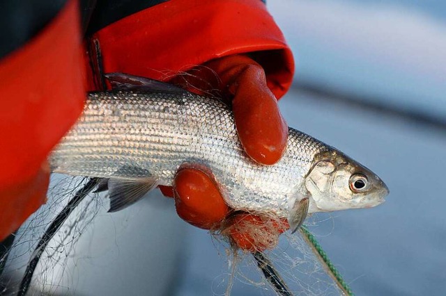 Eine Berufsfischerin hlt auf dem Bodensee ein Felchen in der Hand.  | Foto: Felix Kstle (dpa)