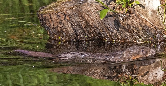 Biber in einem Wassergraben bei Gotten... ist sein breiter, schuppiger Schwanz.  | Foto: Bernd Wehrle