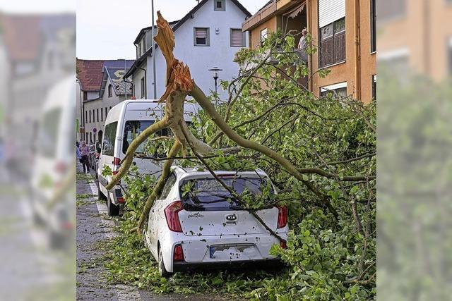 Unwetter knickt Bume ab