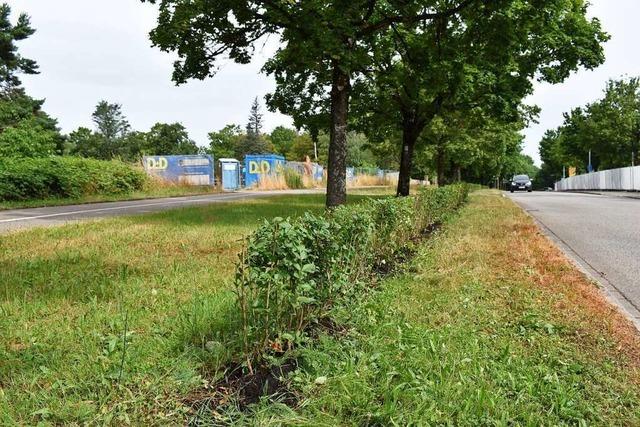 Panne in Rheinfelden: Hecke wurde auf der falschen Seite gepflanzt