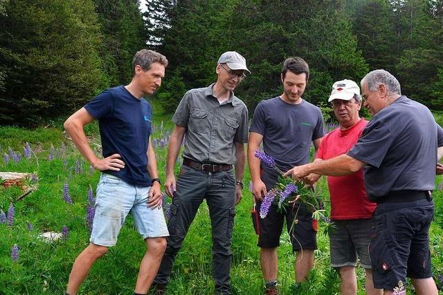 Landwirte und Artenschtzer wollen die Lupine auf Bernauer Allmendweiden stoppen