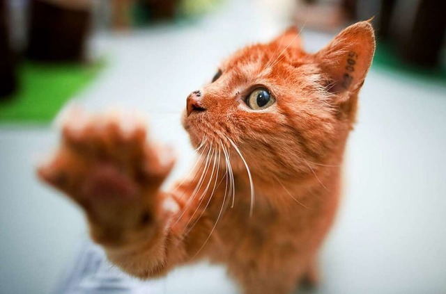 In Mannheim gibt es eine neue Katzenschutzverordnung.  | Foto: Julian Stratenschulte