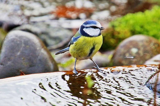 Mit einer flachen Wasserschale kann ma...finden oft woanders kein Wasser mehr.   | Foto:  Sabine Gems-Thoma