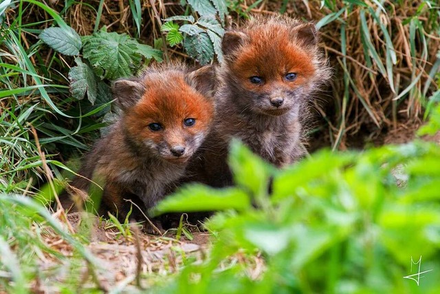 Zwei der fnf Fuchswelpen, die beim Euroairport geboren wurden.  | Foto: Florian Morgen/EuroAirport