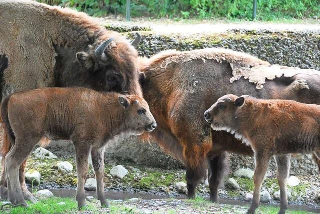 Jede Menge Jungtiere bevlkern den Basler Tierpark Lange Erlen