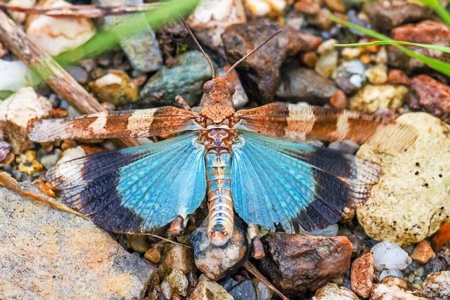 Die blauflgelige dlandschrecke soll in Seelbach gefrdert werden.  | Foto: Sebastian Schrder-Esch