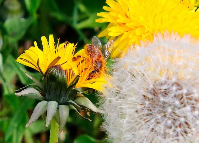 Blumen sollen in Vrstetten mehr Insekten anlocken.  | Foto: Bernd Wehrle