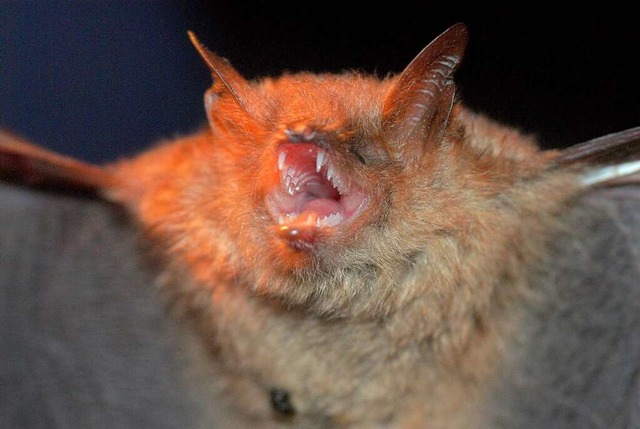 Die Wimpernfledermaus hat sich auf dem...uht  ein Bauprojekt in der Hochstrae.  | Foto: imago stock&people